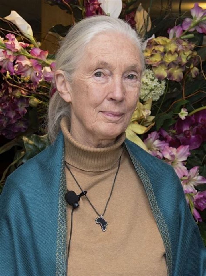 Jane Goodall Wikipedia, Biography, Age, Height, Husband, Net Worth, Children